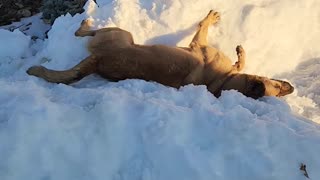 Malinois Shepherd ignores gravity!