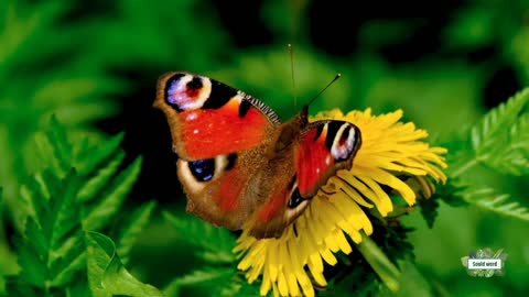 A beautiful butterfly that refreshes the eyes [ Relaxation Videos ]