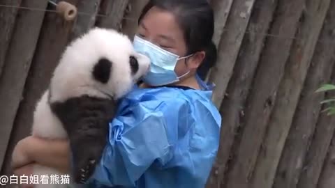 Manny Mei is holding a adorable little baby Panda 🐼