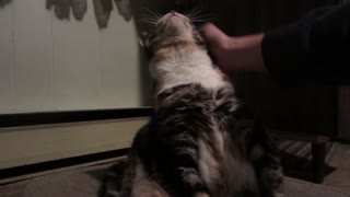 Cat Leans Way Back While Getting Back Rubs