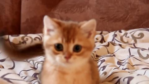 Cute and playful kitten with big eyes| Baloo