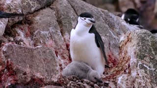 How krill fishery threatens Antarctic wildlife