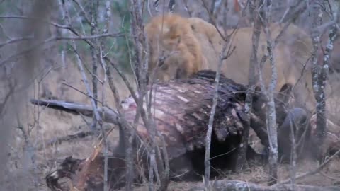Nomadic male lion scavenging