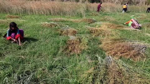 The Daily Work of The ll People of The ll Village in India and The Way ll of Taking The Morning Meal