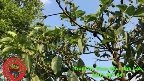 booth avocado fruit care in vietnam