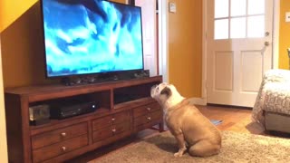 Bulldog comes running to watch her favorite commercial