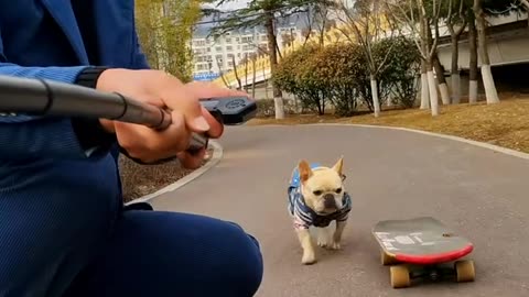 Well trained puppy like s the champion of skate bording