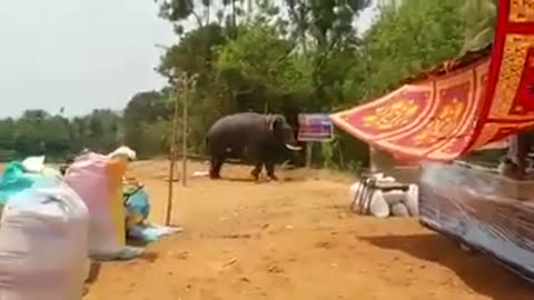 Elephant attack in Kerala