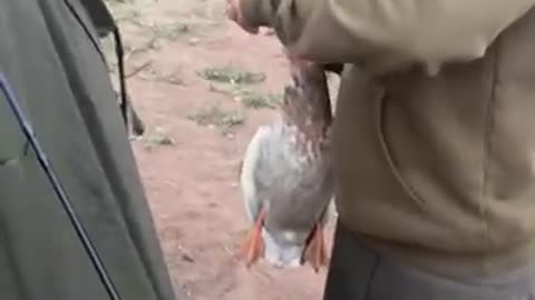 Fisherman Catches Duck