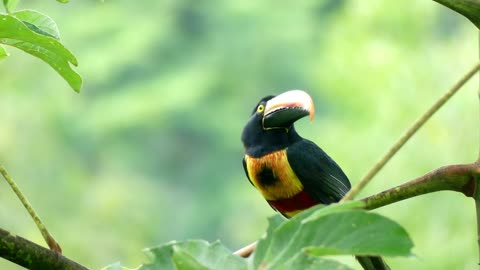 Big Beak Bird on a Tree Branch