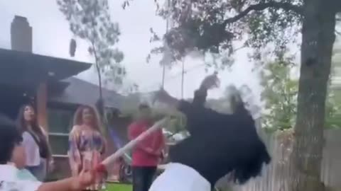 kid knocks out chick while playing break the pinata