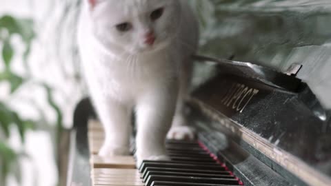 fynny cat music #cat #Cat