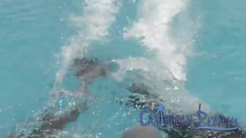 Dolphin Royal - Punta Cana Tours_Cut