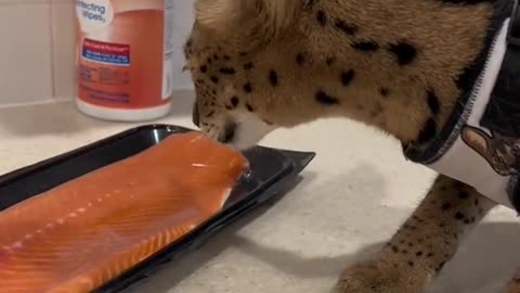 A big cat that protects its food