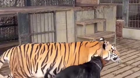 TIGER 🐯 VS DOG 🐶