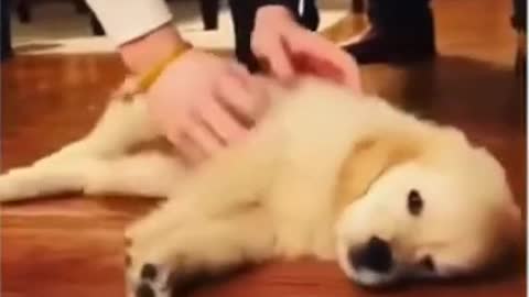Top Funny & Cute dog video, try not to