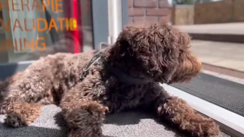 The pet dog basks in the sun happily