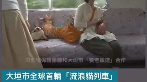 The world's first cat train ~ Do you want to get on?