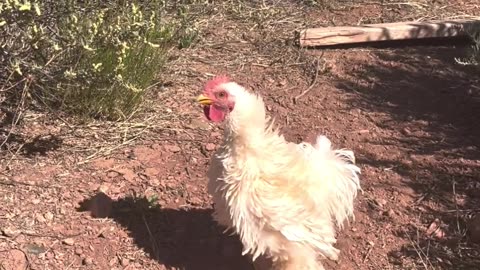 Bantam Rooster Chick Learns To Crow