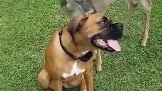 Deer Bounces and Frolics With Boxer Buddies