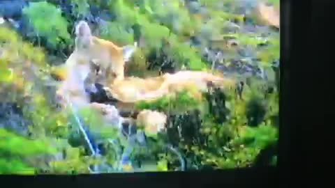Puma. Wild world
