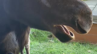 Moose Eats from Human's Hand