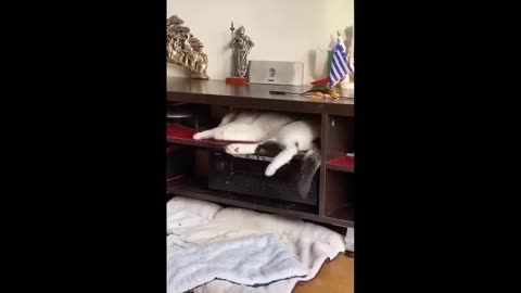 1 Hour Trending Funny Dogs And Cats Videos 😂 Funniest Cats and Dogs 😸🐶