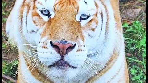 I don't know why, I see this tiger's eyes feel this tiger is not very smart look