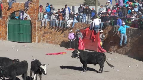 Bull Escapes Causing Chaos in Crowded Procession