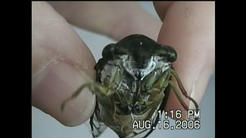 Cicada Sings Or Buzzes