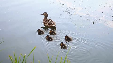 Mother Duck takes Duckling duck