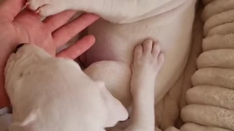 dogo argentino puppies