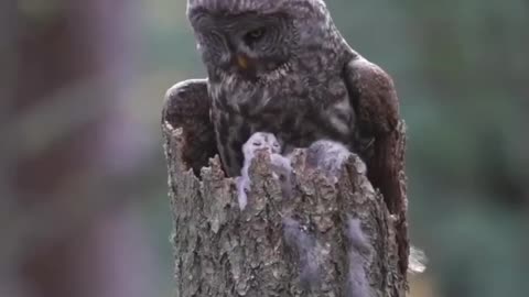 Owls nestle on 🌴