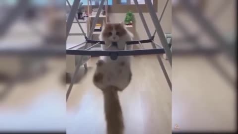 Cats funny videos