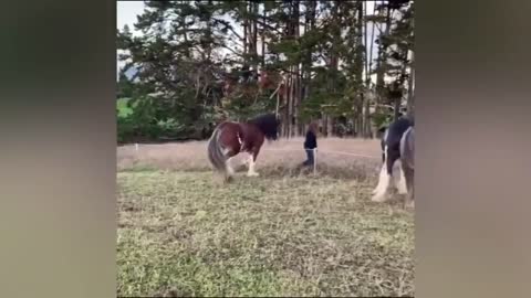 Crazy Horse Fails: The Best Horse Videos Ever | Pets Island