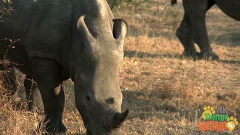 * RHINOCEROS * | Animals For Kids | All Things Animal TV