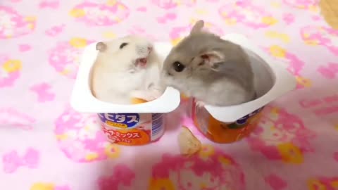 Cute Hamsters in a Fight