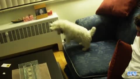 Dogs Throwing Tantrums very funny