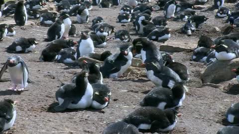 Cheating Penguin Caught with Robot Penguin!