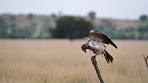 eagle Tal chappar Churu