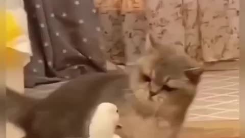 Funny Animal Video Clip part 1 - Cat vs Duck