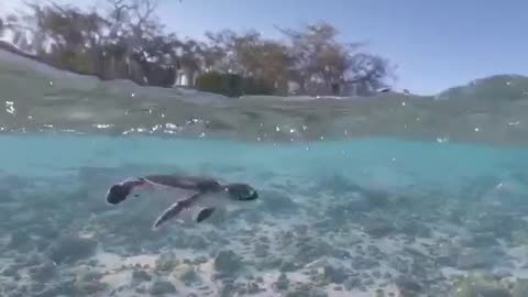 Charming Turtle's Beautiful Diving