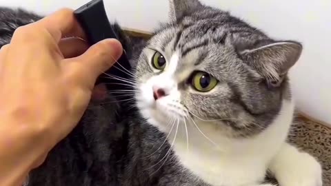 Funny and Cute Cats Videos #167