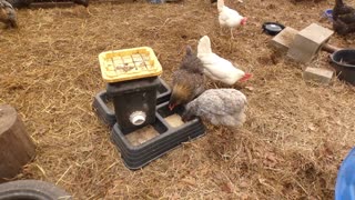 Found a different type of snack for my chickens: wheat germ.