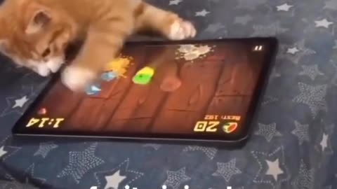 Cat funny video 😹😹