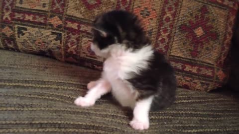 Two-Week Old Kitten Lets Out A Roar