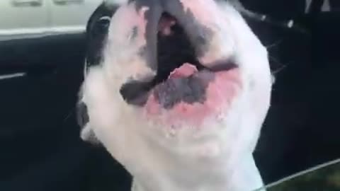 Cute France Bulldog Singing..