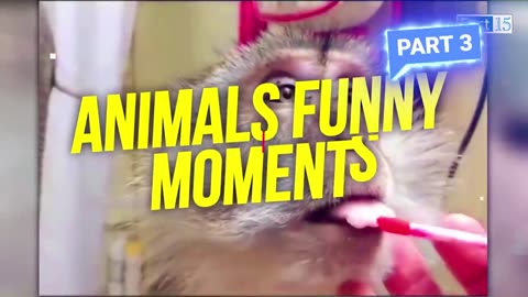 इन जानवरों से पंगा ना बाबा ना 🤣😜.... Funny Animals Video 2022 (Part-3)