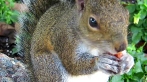 A hungry squirrel