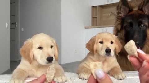 German Shepherd Reviews Food With Puppies